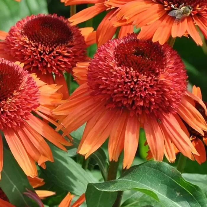 ECHINACEA CARROT CAKE