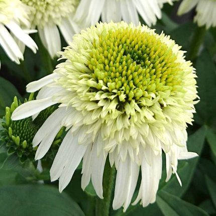 ECHINACEA GREEN JEWEL