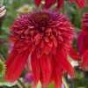 ECHINACEA ECCENTRIC