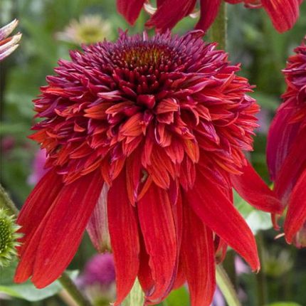 ECHINACEA ECCENTRIC