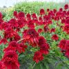 ECHINACEA ECCENTRIC