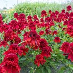 ECHINACEA ECCENTRIC