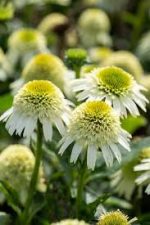 ECHINACEA DELICIOUS NOUGAT-3L -livrarea din martie - imagine 2