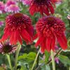 ECHINACEA ECCENTRIC