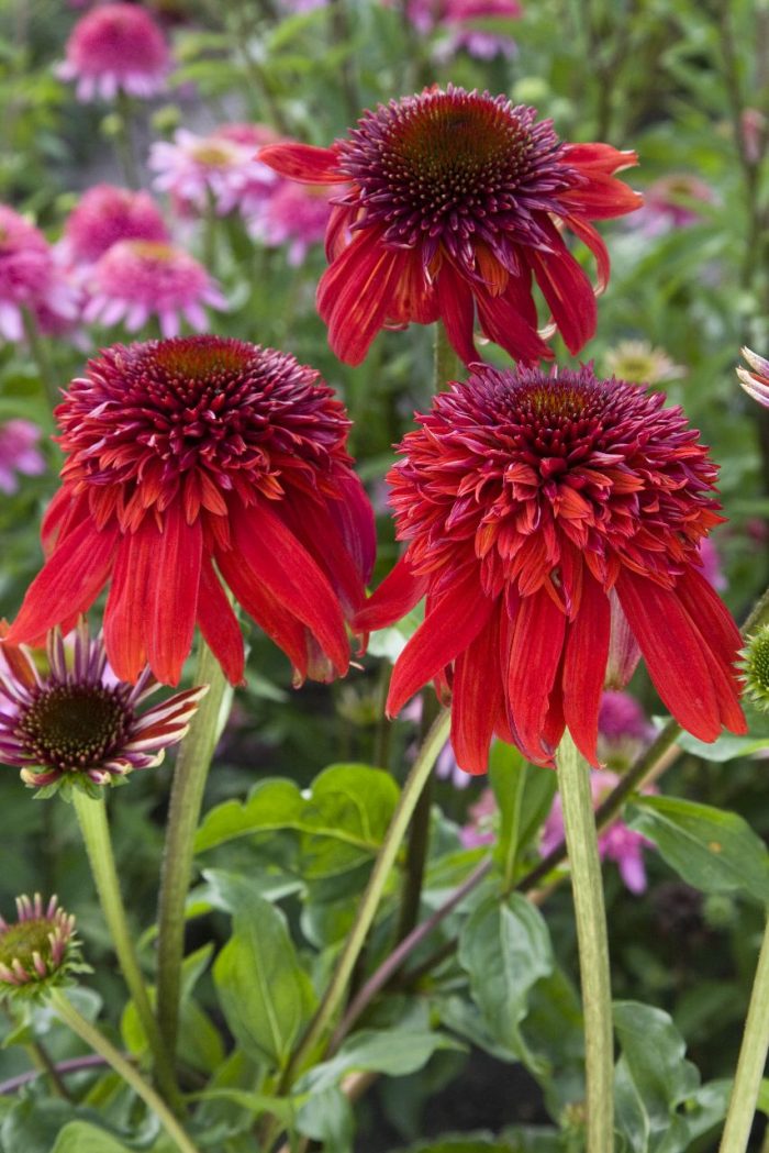 ECHINACEA ECCENTRIC