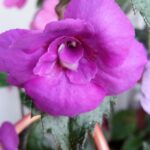 Achimenes Genesis