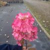 Hortensia paniculata Diamand Rouge
