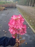 Hortensia paniculata Diamand Rouge