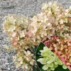 Hortensia paniculata Pastelgreen