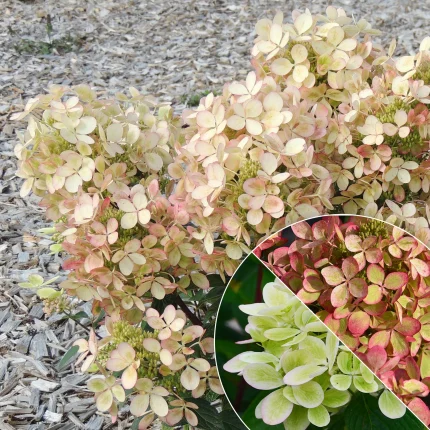 Hortensia paniculata Pastelgreen ®