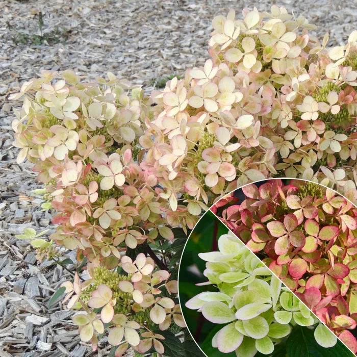 Hortensia paniculata Pastelgreen