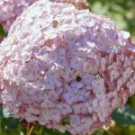 Hortensia arborescens Candybelle Bubblegum ®-3L-livrarea din martie