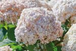 Hortensia arborescens Candybelle Marshmallow ®-3L