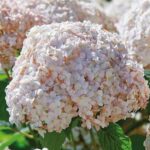 Hortensia arborescens Candybelle Marshmallow ®-3L