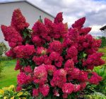 Hydrangea paniculata 'Diamant Rouge