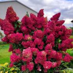 Hydrangea paniculata 'Diamant Rouge