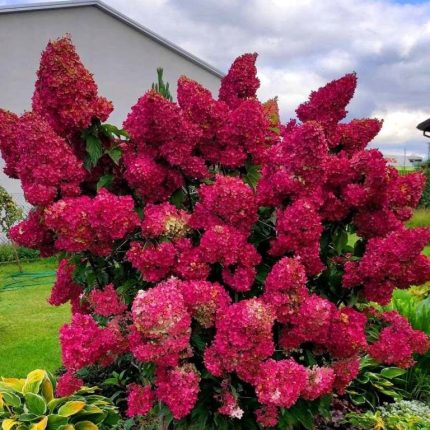 Hydrangea paniculata 'Diamant Rouge