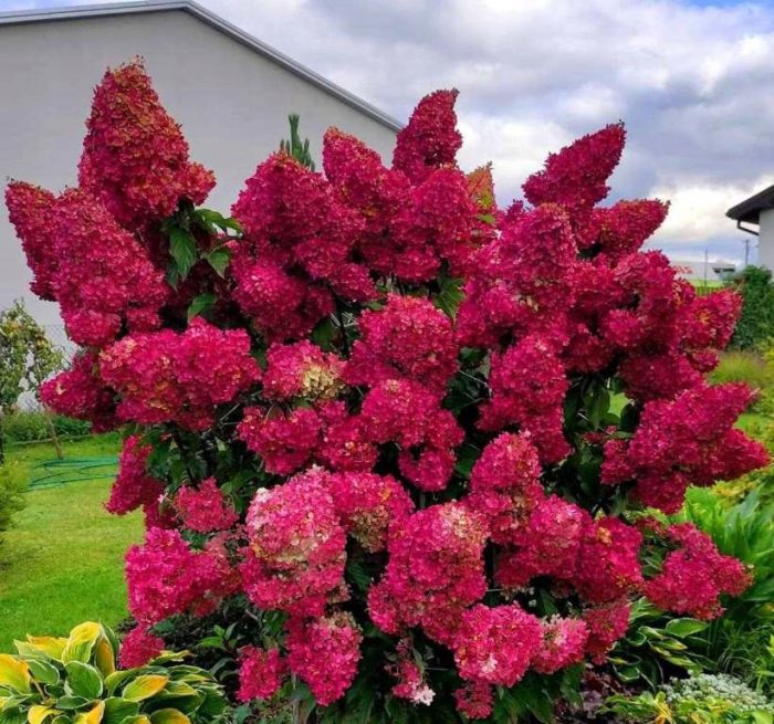 Hydrangea paniculata 'Diamant Rouge