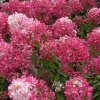 Hortensia paniculata Diamand Rouge