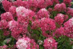 Hortensia paniculata Diamand Rouge
