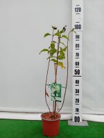 Hortensia paniculata Diamantino ®-3L - imagine 3