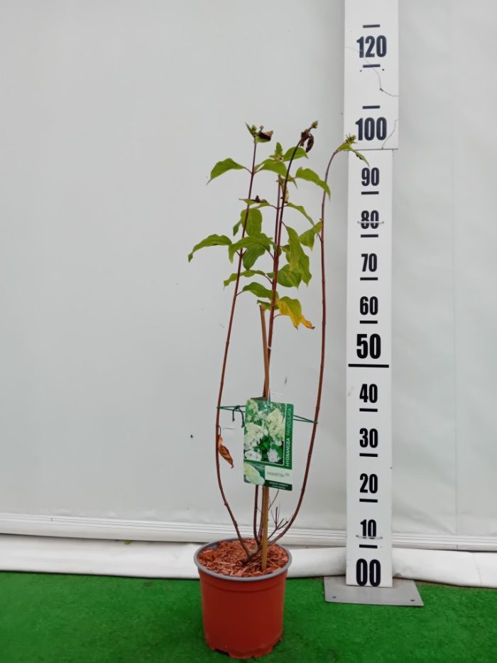 Hortensia paniculata Diamantino ®-3L - imagine 3