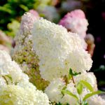 Hortensia paniculata Diamantino ®-3L