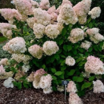 Hortensia paniculata Diamantino ®-3L - imagine 2