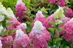 Hortensia paniculata Fraise Melba-C3-disponibile din martie - imagine 5