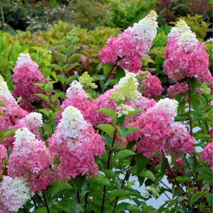 Hortensia paniculata Fraise Melba