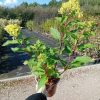 Hortensia paniculata Graffiti ®