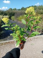 Hortensia paniculata Graffiti ®