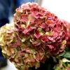 Hortensia paniculata Graffiti ®