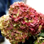 Hortensia paniculata Graffiti ®