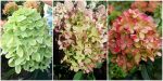 Hortensia paniculata Graffiti ®-3L-livrarea din martie - imagine 2
