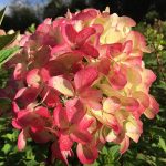 Hortensia paniculata Graffiti ®-3L-livrarea din martie - imagine 3