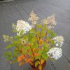 HorteHortensia paniculata Herculesnsia paniculata Hercules