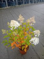 HorteHortensia paniculata Herculesnsia paniculata Hercules