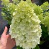 Hortensia paniculata Hercules