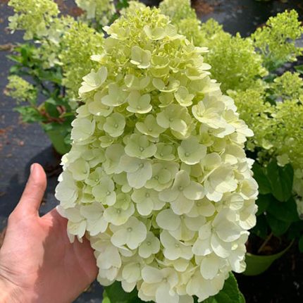 Hortensia paniculata Hercules