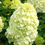 Hortensia paniculata Hercules-C5-disponibile din martie - imagine 3