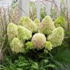 Hortensia paniculata Little Alf ®