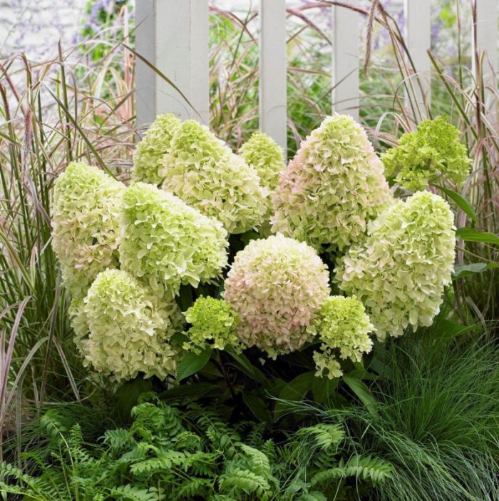 Hortensia paniculata Little Alf ®