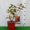 Hortensia paniculata Pastelgreen ®