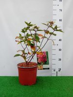 Hortensia paniculata Pastelgreen ®