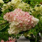 Hydrangea paniculata Phantom