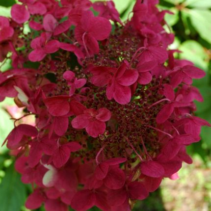 Hortensia paniculata Wilm's Red®