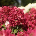 Hortensia paniculata Diamand Rouge-C5-disponibile din martie - imagine 2