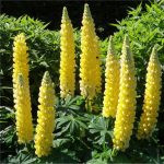 LUPINUS DESERT SUN - imagine 2