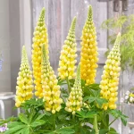 LUPINUS DESERT SUN